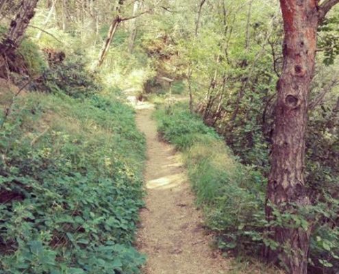 FSCG - CGXXIV / Un percorso. Il cammino.