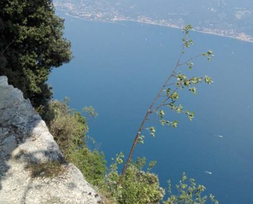 FSCG - CGXXIV / In tutto, c'è il Suo disegno.